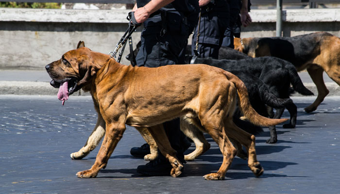 Formation agent de sécurité maître chien